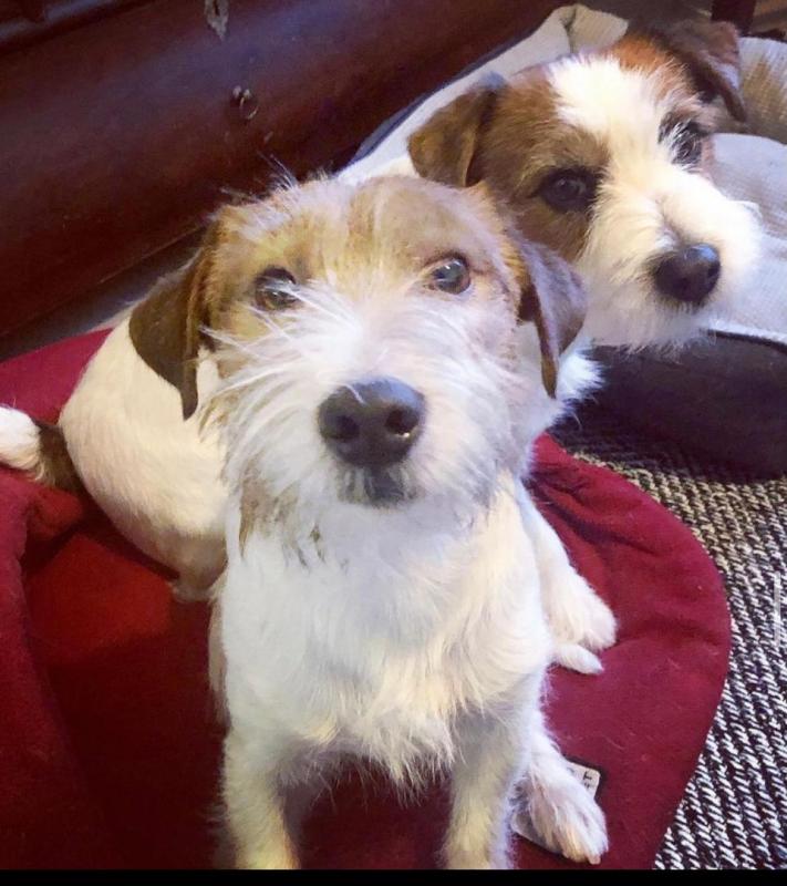 Jack Russell puppies available in good health condition for new homes Image eClassifieds4u