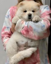 Offering : Beautiful/ Gorgeous Male And Female Chow Chow Puppies available Image eClassifieds4U