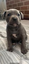 Adorable Blue Staffordshire Bull Terriers Image eClassifieds4u 4