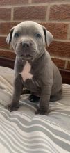 Adorable Blue Staffordshire Bull Terriers Image eClassifieds4u 1
