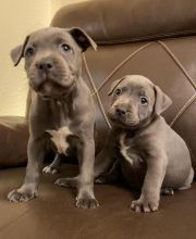 Adorable Blue Staffordshire Bull Terriers Image eClassifieds4u 2