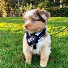 Australian Sheppard puppies, male and female for adoption Image eClassifieds4U