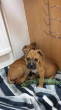 Beautiful Bouncy staffordshire bullterrier Image eClassifieds4u 1