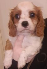 Beautiful Ckc Reg Blue bull Staffordshire Pups Image eClassifieds4u 2