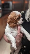 Beautiful Ckc Reg Blue bull Staffordshire Pups Image eClassifieds4u 3