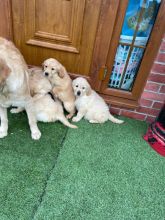 Beautiful Golden Retrievers text us at (706) 607-8151 Image eClassifieds4u 2