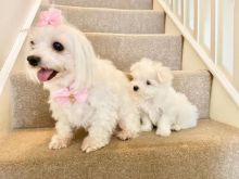 Beautiful Maltese For Sale text us at (706) 607-8151 Image eClassifieds4u 2