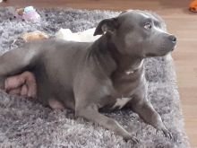 Blue Staffie Puppies For Sale text us at (706) 607-8151 Image eClassifieds4u 2