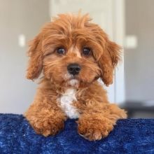 Cavapoo male and female puppies for adoption Image eClassifieds4U