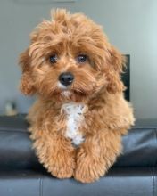 Cavapoo puppies available in good health condition for new homes Image eClassifieds4U