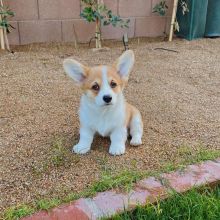 Corgi puppies available in good health condition for new homes Image eClassifieds4U