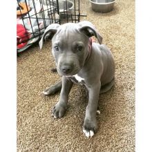 EXCELLENT ASTOUNDING BLUE NOSE PITBULL PUPPIES FOR GREAT HOMES Image eClassifieds4U