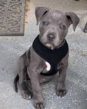 EXCELLENT ASTOUNDING BLUE NOSE PITBULL PUPPIES FOR GREAT HOMES Image eClassifieds4U