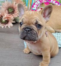 French Bulldog Puppies available, updated on vaccines , very healthy and Friendly Image eClassifieds4U
