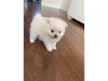 Gorgeous Staffie Pups Black/brindle & Blue staffordshire bullterrier Image eClassifieds4u 4