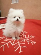 Gorgeous Staffie Pups Black/brindle & Blue staffordshire bullterrier Image eClassifieds4u 3