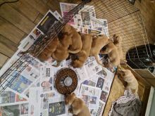 Labradoodle Puppys Girls And Boys text us at (706) 607-8151 Image eClassifieds4u 2