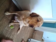 Labradoodle Puppys Girls And Boys text us at (706) 607-8151 Image eClassifieds4u 1