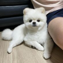 Pomeranian puppies available in good health condition for new homes Image eClassifieds4U