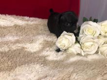 registered Pug Puppies text us at (706) 607-8151 Image eClassifieds4u 4