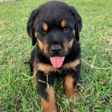 Rottweiler puppies, male and female for adoption Image eClassifieds4U