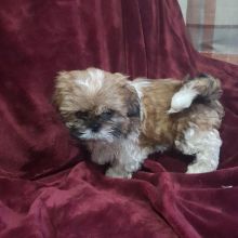 Bloodline Staffordshire Bull Terrier Pups Image eClassifieds4u 2