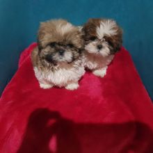 Bloodline Staffordshire Bull Terrier Pups Image eClassifieds4u 3