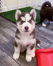 Siberian Husky puppies available in good health condition for new homes Image eClassifieds4u 2