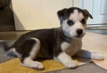 siberian husky pups text us at (706) 607-8151 Image eClassifieds4u 4