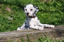Tested staffordshire bullterrier puppies for sale Image eClassifieds4u 2