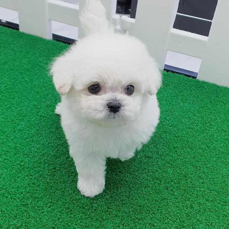 Maltese puppies available in good health condition for new homes Image eClassifieds4u