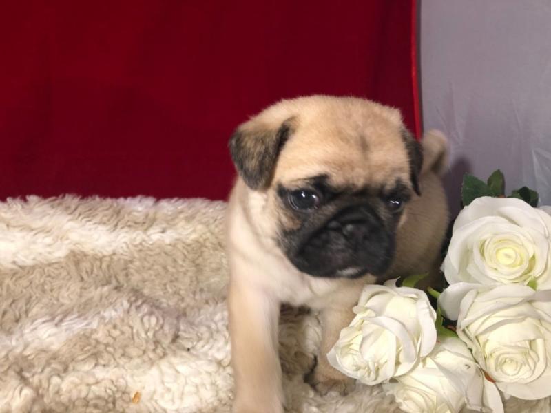 registered Pug Puppies text us at (706) 607-8151 Image eClassifieds4u