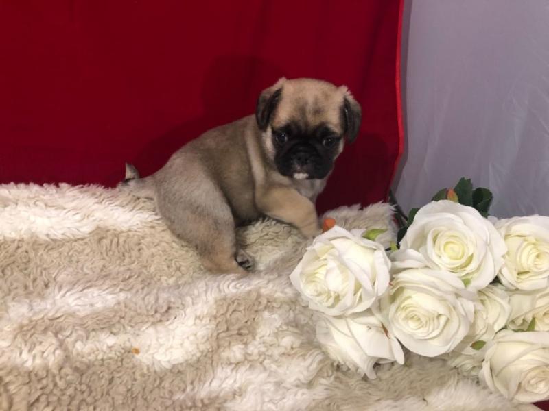 registered Pug Puppies text us at (706) 607-8151 Image eClassifieds4u