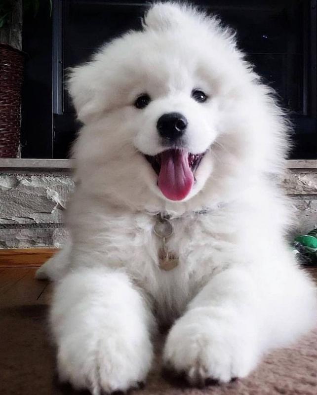 Samoyed puppies, male and female for adoption Image eClassifieds4u