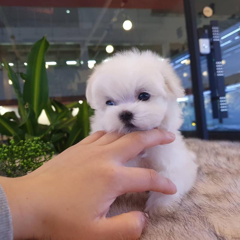 shih tzu puppies available in good health condition for new homes Image eClassifieds4u