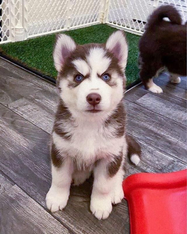 Siberian Husky puppies available in good health condition for new homes Image eClassifieds4u
