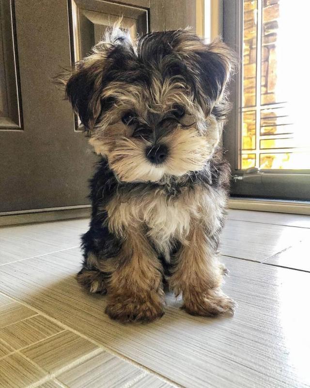 Yorkie puppies for good re homing to interested homes. Image eClassifieds4u