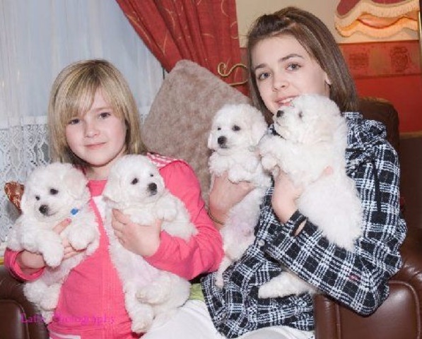 Bichon Frise Puppies males and females. Image eClassifieds4u