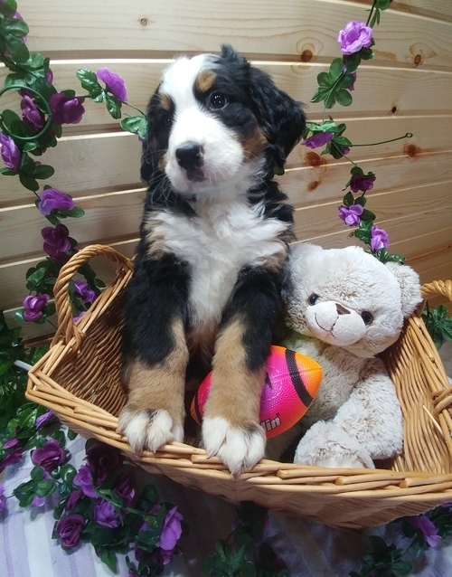 gnhfh Bernese mountain puppies for rehoming Image eClassifieds4u