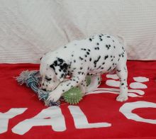 fgbfbdd Dalmatian puppies For Sale