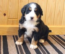 gnhfh Bernese mountain puppies for rehoming