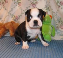 bfvdfd Male and female Boston terrier puppies