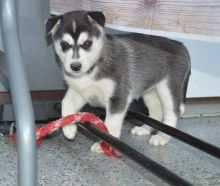 dondldl Alaskan Malamute puppies