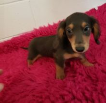 ffnhgxx Healthy Dachshund puppies For Rehoming