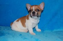 ijososs French bulldogs puppies Available!