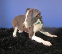 ikjsns Italian greyhound puppies