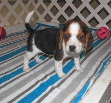 kdnind Two gorgeous Beagle puppies