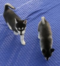 sdgeryu Gorgeous Siberian Husky Puppies To A Caring Family