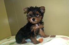 sfdgnh Teacup Yorkie for adoption