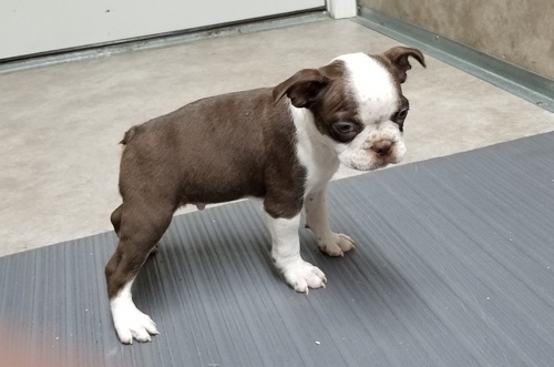 bfvdfd Male and female Boston terrier puppies Image eClassifieds4u